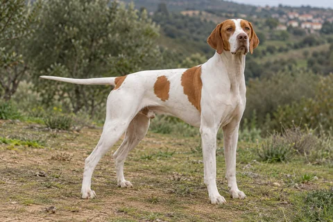 ENGLISH POINTER adulto, de pé, com o corpo inteiro visível.