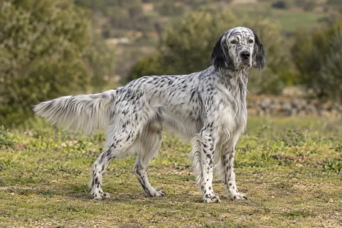 ENGLISH SETTER adulto, de pé, com o corpo inteiro visível.