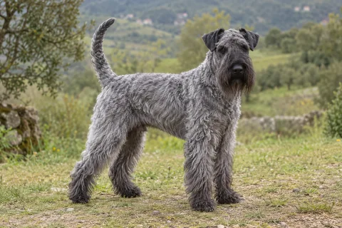 KERRY BLUE TERRIER adulto, de pé, com o corpo inteiro visível.