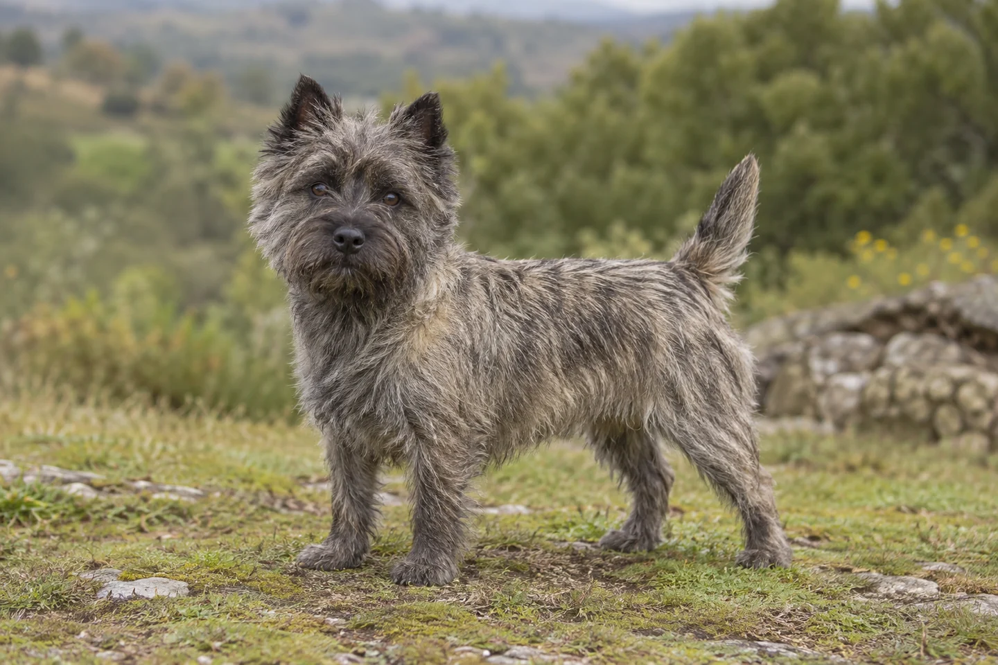 CAIRN TERRIER adulto, de pé, com o corpo inteiro visível.