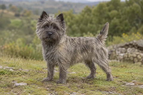 CAIRN TERRIER adulto, de pé, com o corpo inteiro visível.