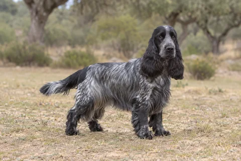 Cocker Spaniel Inglês adulto, de pé, com o corpo inteiro visível.
