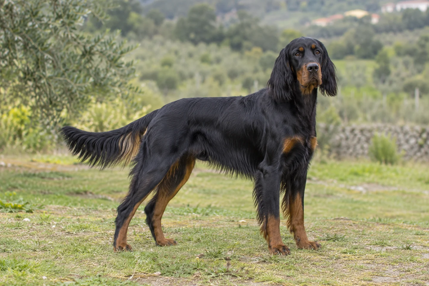 GORDON SETTER adulto, de pé, com o corpo inteiro visível.