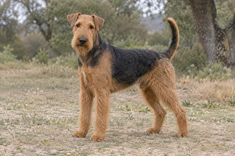 AIREDALE TERRIER adulto, de pé, com o corpo inteiro visível.