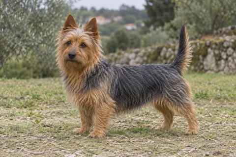 AUSTRALIAN TERRIER adulto, de pé, com o corpo inteiro visível.