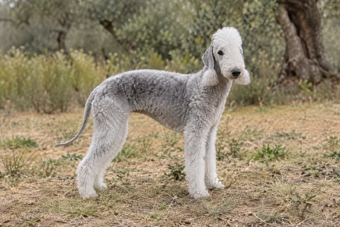 BEDLINGTON TERRIER adulto, de pé, com o corpo inteiro visível.