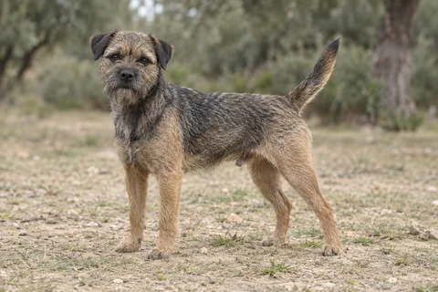 BORDER TERRIER adulto, de pé, com o corpo inteiro visível.