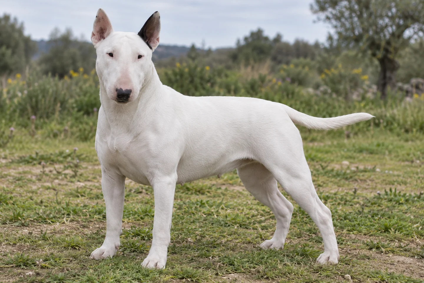BULL TERRIER adulto, de pé, com o corpo inteiro visível.