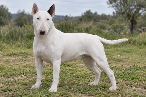 BULL TERRIER adulto, de pé, com o corpo inteiro visível.