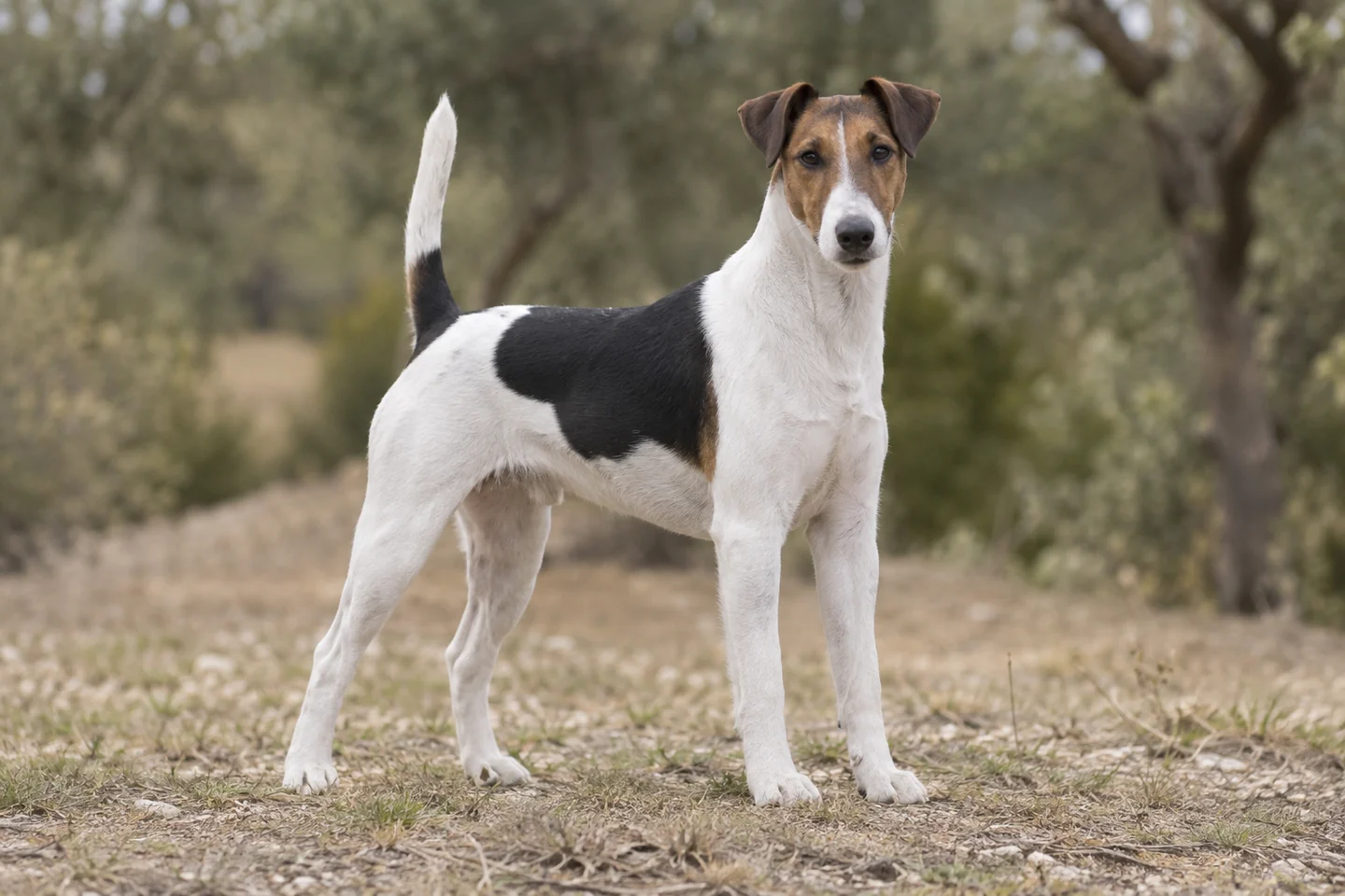 FOX TERRIER (SMOOTH) adulto, de pé, com o corpo inteiro visível.