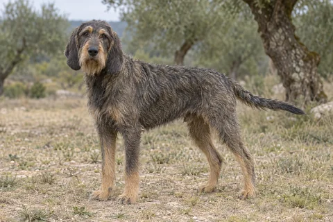 GRIFFON NIVERNAIS adulto, de pé, com o corpo inteiro visível.