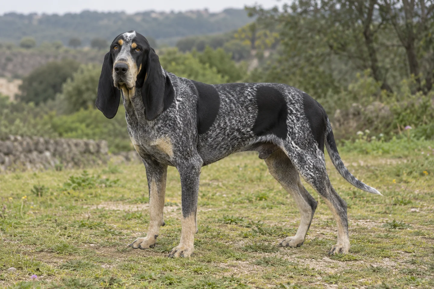GRAND BLEU DE GASCOGNE adulto, de pé, com o corpo inteiro visível.