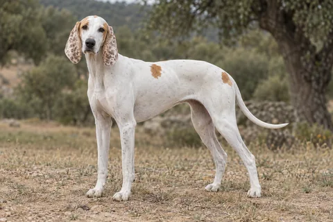 PORCELAINE adulto, de pé, com o corpo inteiro visível.