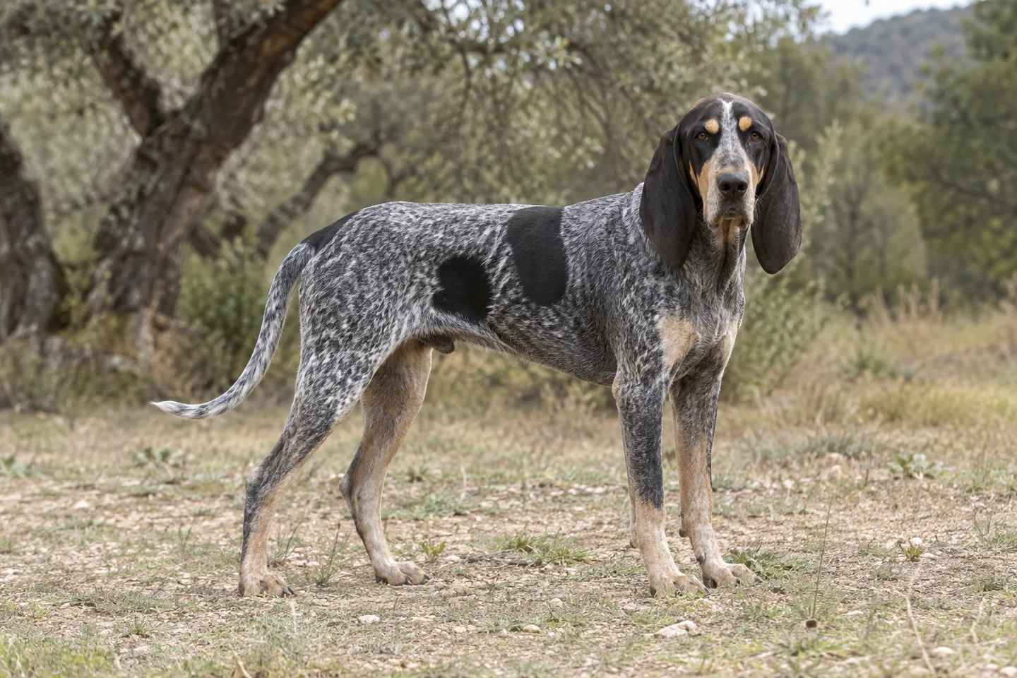 PETIT BLEU DE GASCOGNE adulto, de pé, com o corpo inteiro visível.