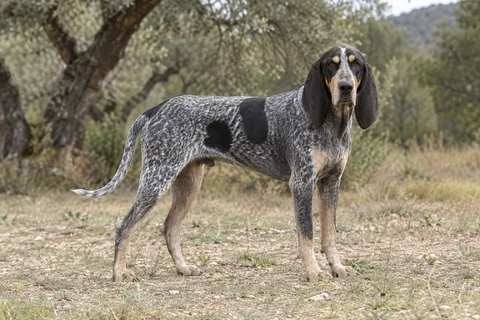 PETIT BLEU DE GASCOGNE adulto, de pé, com o corpo inteiro visível.