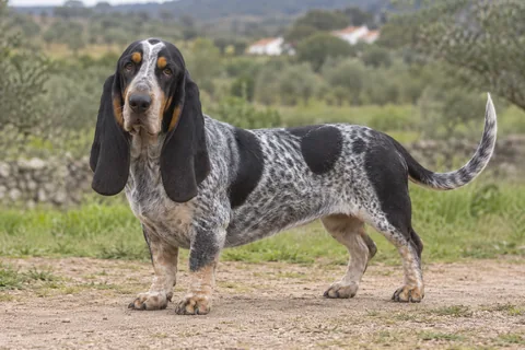 BASSET BLEU DE GASCOGNE adulto, de pé, com o corpo inteiro visível.