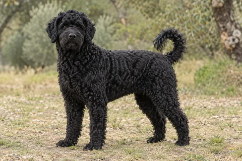 Cão de Água Português adulto, de pé, com o corpo inteiro visível.