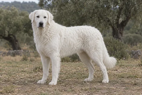 KUVASZ adulto, de pé, com o corpo inteiro visível.