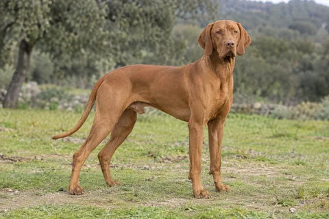 RÖVIDSZÖRÜ MAGYAR VIZSLA adulto, de pé, com o corpo inteiro visível.