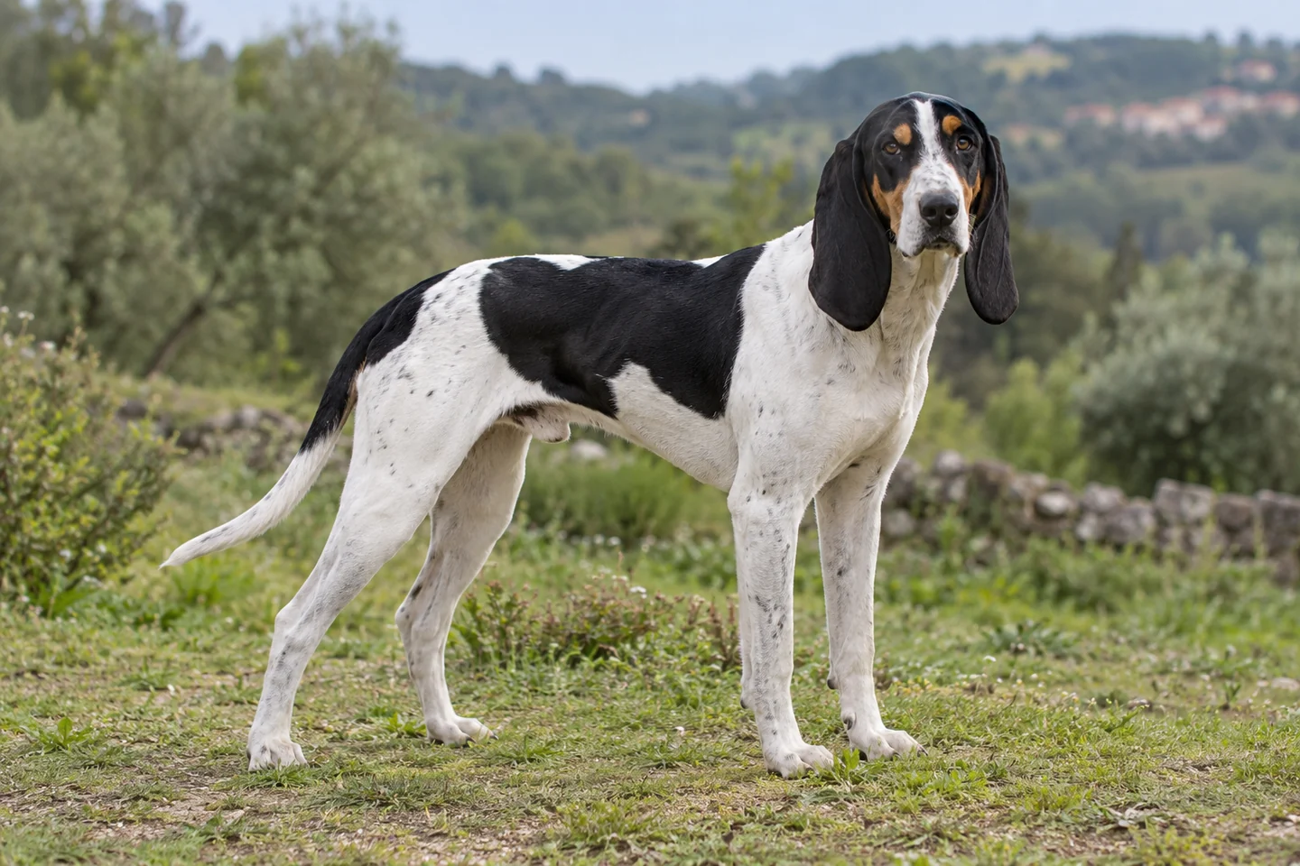 SCHWEIZER LAUFHUND - CHIEN COURANT SUISSE adulto, de pé, com o corpo inteiro visível.