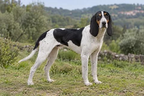SCHWEIZER LAUFHUND - CHIEN COURANT SUISSE adulto, de pé, com o corpo inteiro visível.