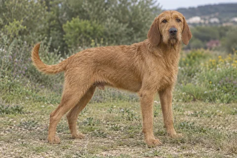 GRIFFON FAUVE DE BRETAGNE adulto, de pé, com o corpo inteiro visível.