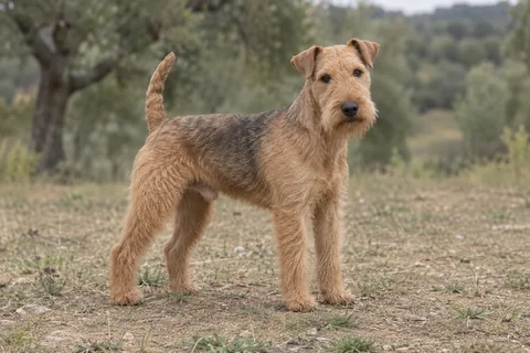 LAKELAND TERRIER adulto, de pé, com o corpo inteiro visível.