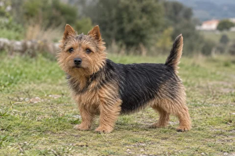 NORWICH TERRIER adulto, de pé, com o corpo inteiro visível.