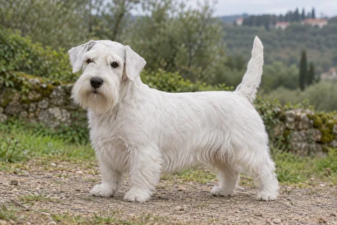 SEALYHAM TERRIER adulto, de pé, com o corpo inteiro visível.
