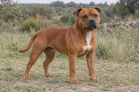 STAFFORDSHIRE BULL TERRIER adulto, de pé, com o corpo inteiro visível.