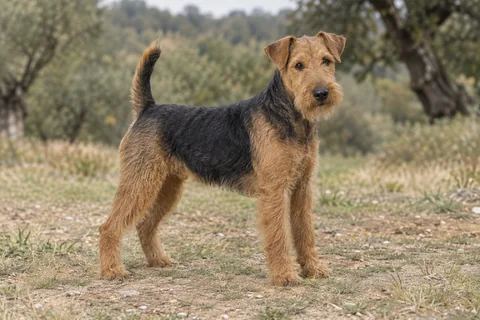 WELSH TERRIER adulto, de pé, com o corpo inteiro visível.