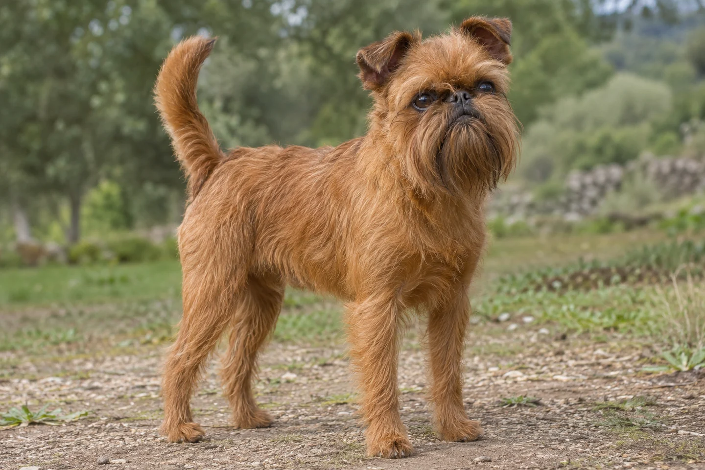 GRIFFON BRUXELLOIS adulto, de pé, com o corpo inteiro visível.