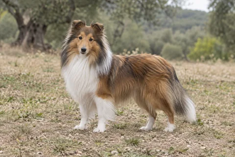 SHETLAND SHEEPDOG adulto, de pé, com o corpo inteiro visível.