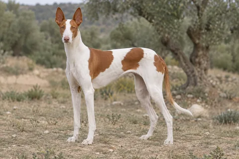 PODENCO IBICENCO adulto, de pé, com o corpo inteiro visível.