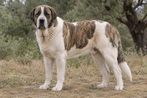 Rafeiro do Alentejo adulto, de pé, com o corpo inteiro visível.
