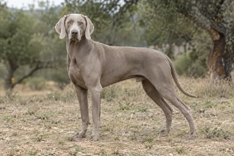 WEIMARANER adulto, de pé, com o corpo inteiro visível.