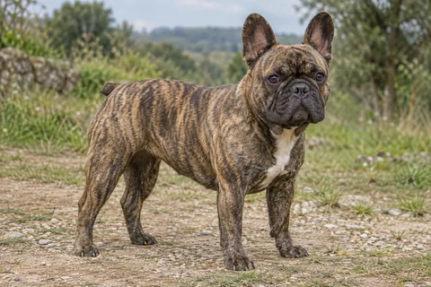 Bulldog-francês adulto, de pé, com o corpo inteiro visível.