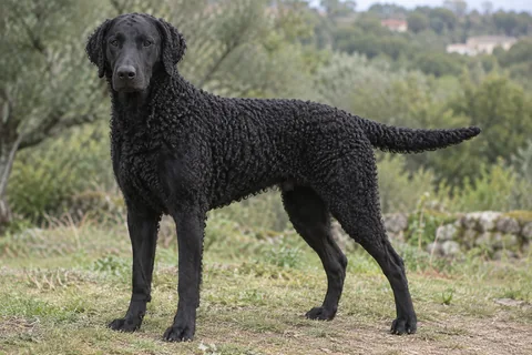 CURLY COATED RETRIEVER adulto, de pé, com o corpo inteiro visível.