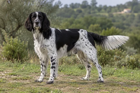 GROSSER MÜNSTERLÄNDER VORSTEHHUND adulto, de pé, com o corpo inteiro visível.