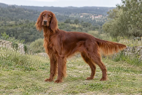 IRISH RED SETTER adulto, de pé, com o corpo inteiro visível.