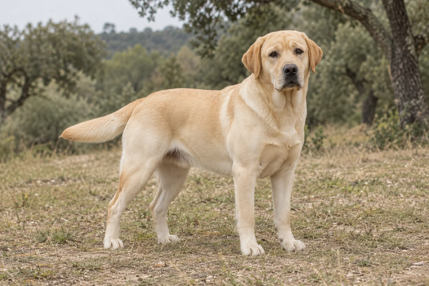 Labrador Retriever adulto, de pé, com o corpo inteiro visível.