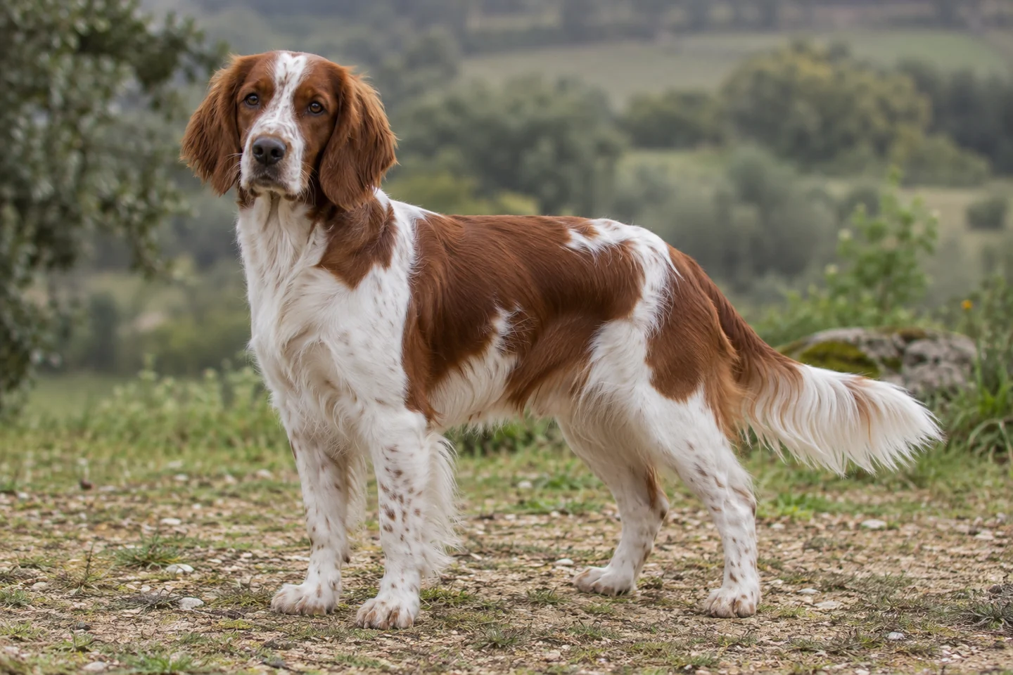 WELSH SPRINGER SPANIEL adulto, de pé, com o corpo inteiro visível.