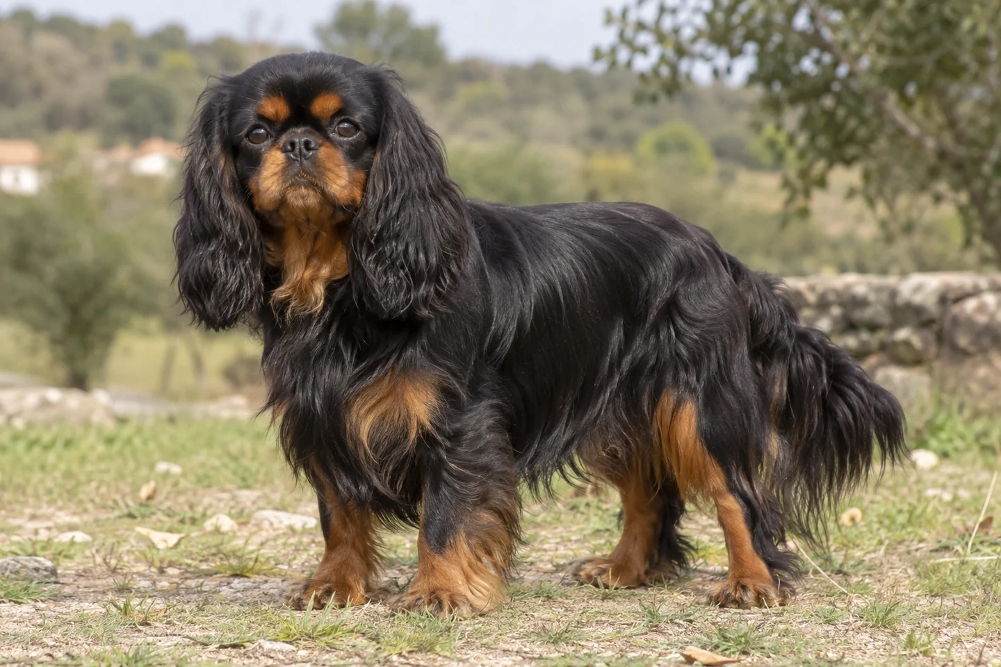 KING CHARLES SPANIEL adulto, de pé, com o corpo inteiro visível.