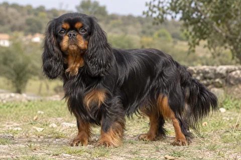 KING CHARLES SPANIEL adulto, de pé, com o corpo inteiro visível.