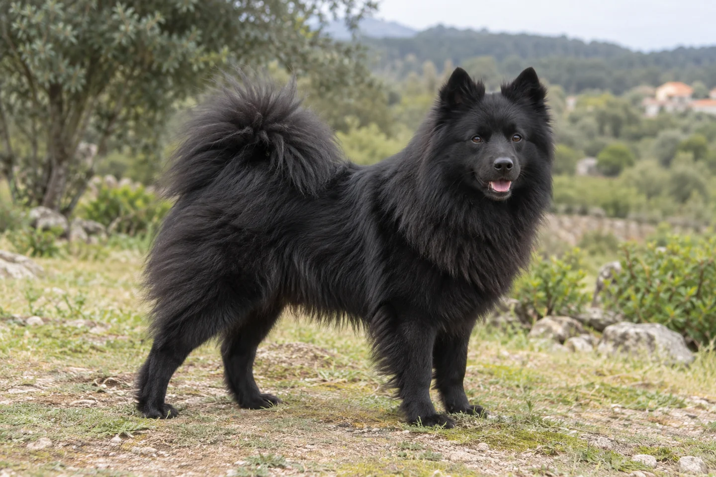 SVENSK LAPPHUND adulto, de pé, com o corpo inteiro visível.