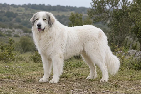 CHIEN DE MONTAGNE DES PYRENEES adulto, de pé, com o corpo inteiro visível.