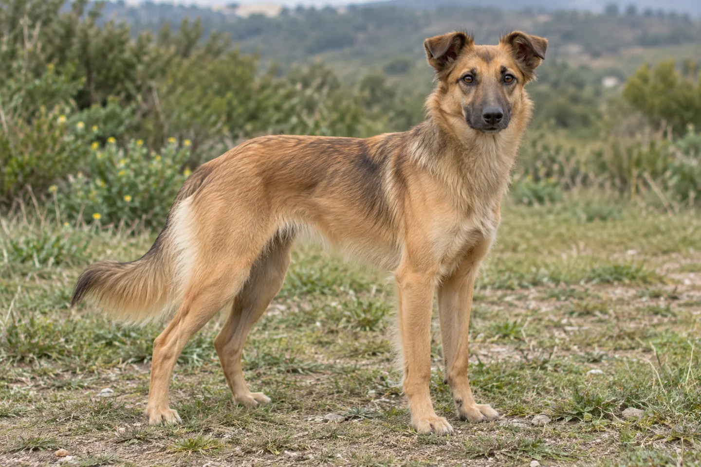 CHIEN DE BERGER DES PYRENEES A FACE RASE adulto, de pé, com o corpo inteiro visível.