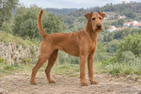 IRISH TERRIER adulto, de pé, com o corpo inteiro visível.