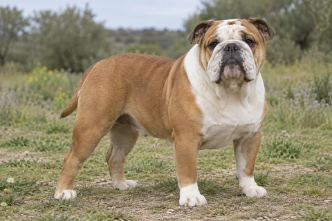 Bulldog adulto, de pé, com o corpo inteiro visível.