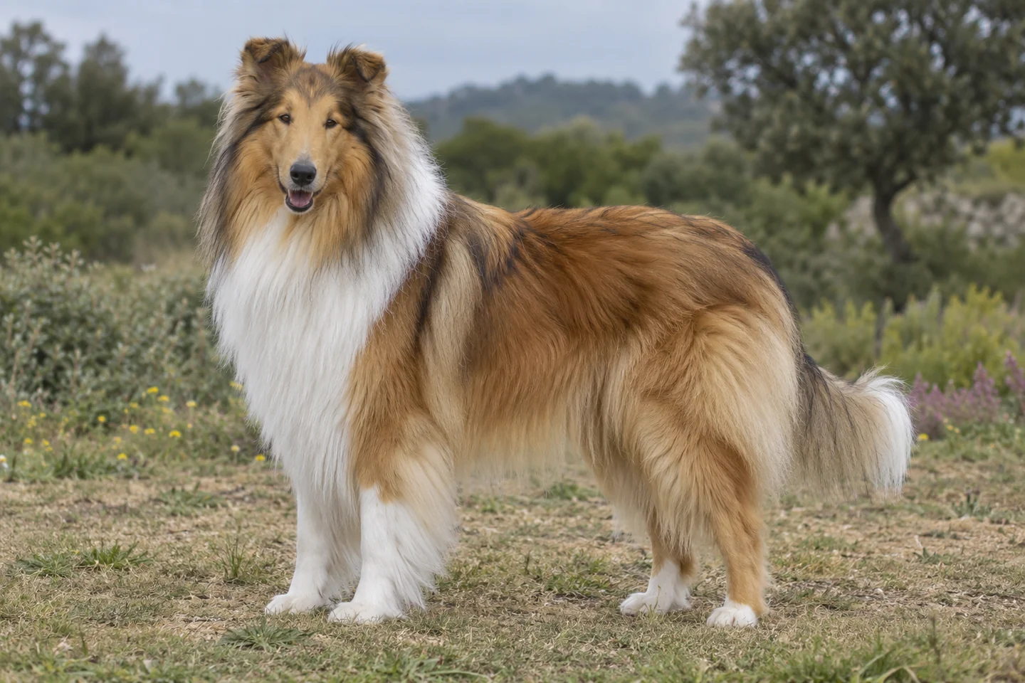 COLLIE ROUGH adulto, de pé, com o corpo inteiro visível.